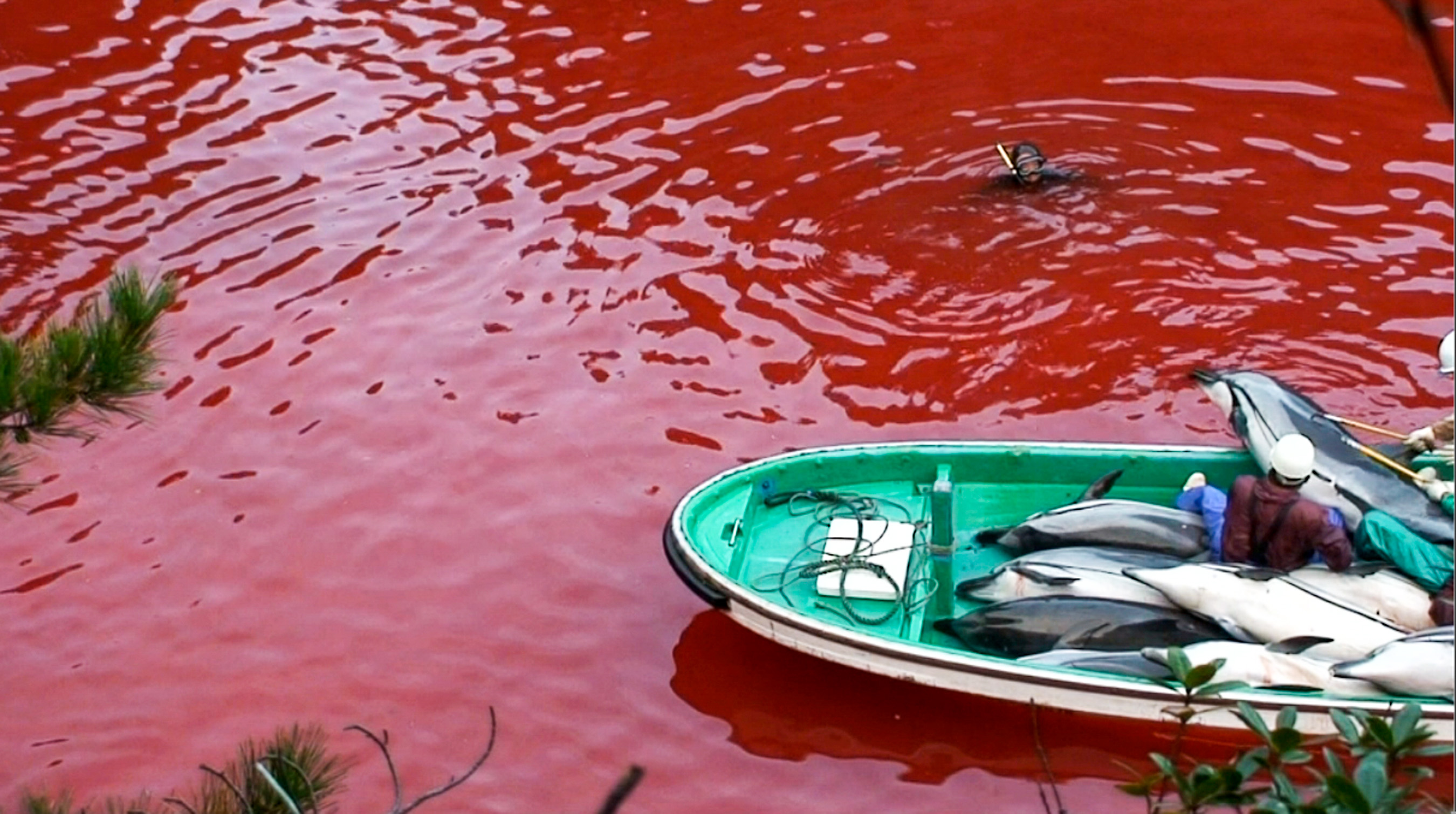Die Botschaft der Delfine