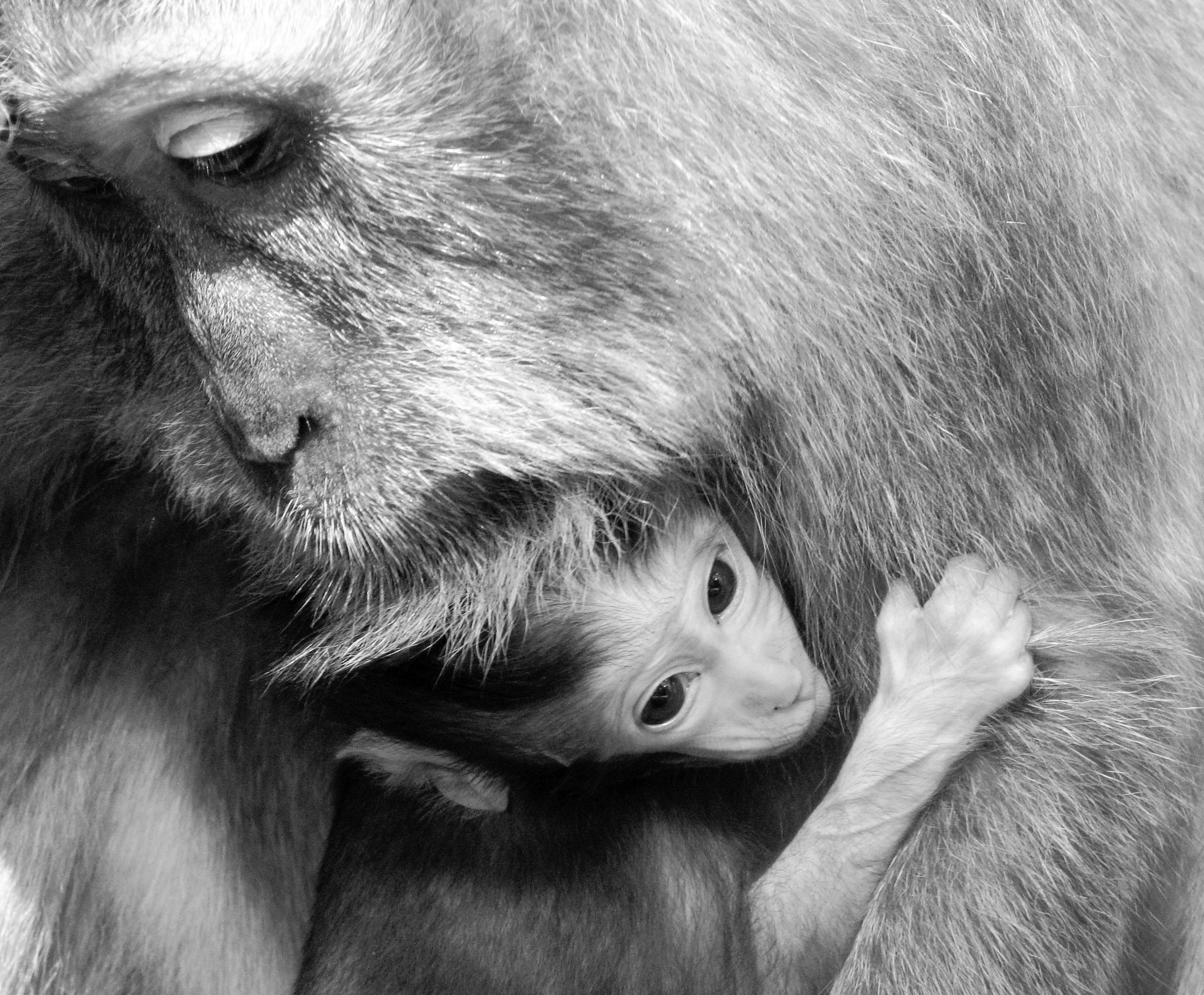 PhilosoVIERen: Welche Rechte den Tieren?